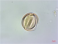 藏品(薄葉柃木)的圖片