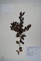 藏品(太平山冬青)的圖片