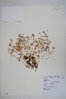 藏品(山桔梗)的圖片