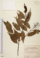 藏品(山肉桂、台灣肉桂)的圖片