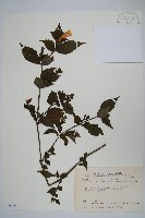 藏品(曲莖馬藍)的圖片