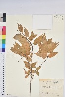 藏品(恆春鐵莧)的圖片