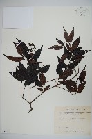 藏品(玉山糯米樹、狹葉糯米樹)的圖片