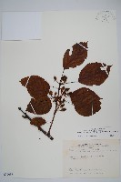 藏品(硬齒獼猴桃)的圖片