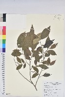 藏品(密花五月茶)的圖片