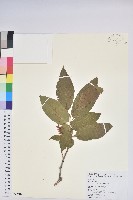 藏品(南燭)的圖片