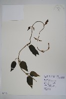 藏品(絨毛芙蓉蘭)的圖片