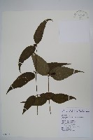 藏品(台灣土黨參)的圖片