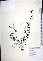 藏品(倒地蜈蚣)的圖片