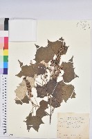 藏品(台灣白匏子)的圖片