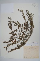 藏品(伏毛天芹菜)的圖片