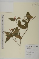 藏品(草珊瑚、紅果金粟蘭)的圖片