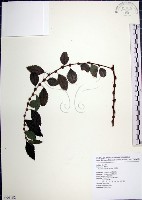 藏品(水雞油)的圖片