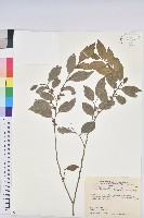 藏品(臺灣假黃楊)的圖片