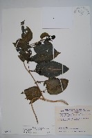 藏品(絨毛芙蓉蘭)的圖片