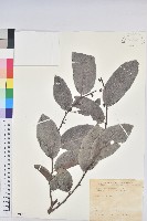 藏品(錫蘭饅頭果，香港饅頭果，大葉饅頭果，香港算盤子)的圖片
