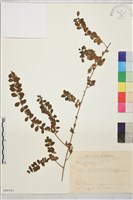 藏品(小葉黃鱔藤)的圖片