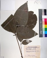 藏品(皮孫木)的圖片