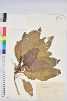 藏品(假鐵莧)的圖片