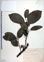 藏品(黃心柿)的圖片