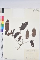 藏品(菲律賓饅頭果)的圖片