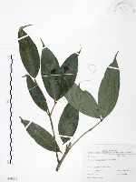 藏品(大花赤楠)的圖片