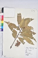 藏品(三斗石櫟)的圖片