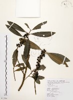 藏品(大明橘)的圖片