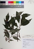 藏品(台北玉葉金花)的圖片