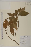 藏品(草珊瑚、紅果金粟蘭)的圖片