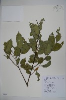 藏品(臺灣糊樗)的圖片