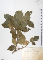 藏品(長果月橘)的圖片