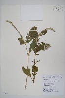 藏品(紫莖牛膝、台灣牛膝)的圖片