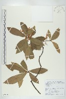 藏品(杜英、山杜英、蘭嶼杜英)的圖片