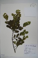 藏品(倒卵葉冬青、金平氏冬青)的圖片