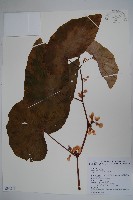 藏品(圓果秋海棠)的圖片