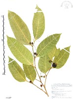 藏品(白肉榕、島榕)的圖片