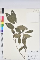 藏品(刺杜密)的圖片