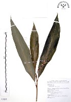 藏品(山月桃)的圖片