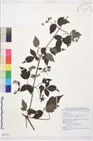 藏品(巴氏鐵線蓮)的圖片