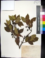 藏品(革葉羊角扭、細脈榖木)的圖片