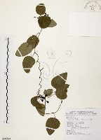 藏品(千金藤、金線吊烏龜)的圖片