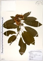 藏品(台灣梭羅樹)的圖片