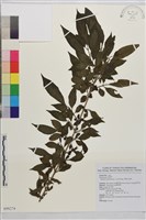 藏品(畢祿山鼠李)的圖片