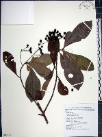 藏品(樹杞)的圖片