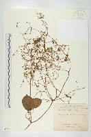 藏品(穿山龍)的圖片