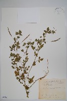 藏品(平伏莖白花菜、成功白花菜)的圖片