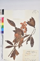 藏品(西施花、青紫木)的圖片