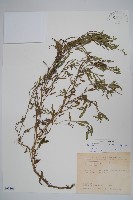 藏品(伏毛天芹菜)的圖片