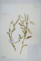 藏品(青葙)的圖片